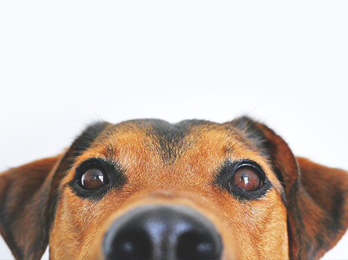 dogtopia video image
